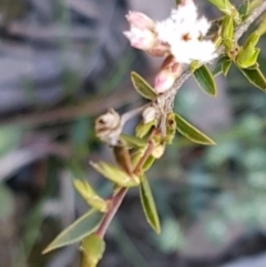 Leucopogon virgatus at Mulloon, NSW - 28 Sep 2020