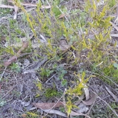 Leucopogon virgatus at Mulloon, NSW - 28 Sep 2020