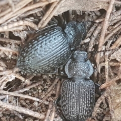 Adelium porcatum (Darkling Beetle) at QPRC LGA - 28 Sep 2020 by tpreston