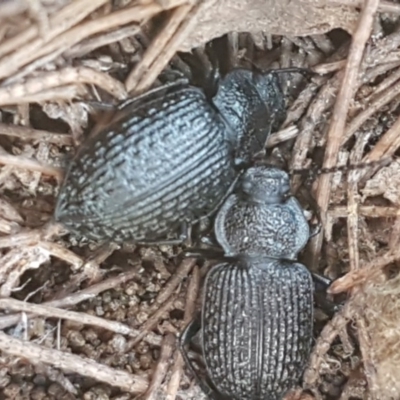 Adelium porcatum (Darkling Beetle) at Mulloon, NSW - 28 Sep 2020 by trevorpreston