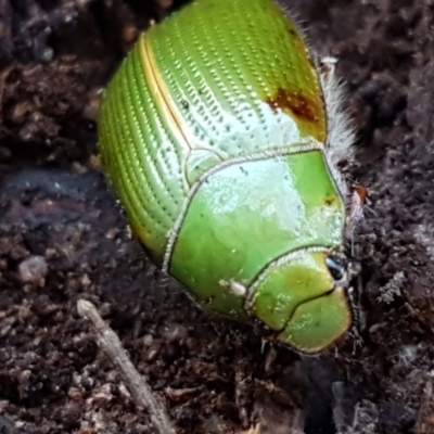 Xylonichus eucalypti (Green cockchafer beetle) at Mulloon, NSW - 28 Sep 2020 by trevorpreston