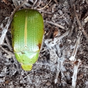 Xylonichus eucalypti at Mulloon, NSW - 28 Sep 2020