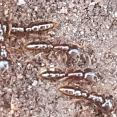Amblyopone sp. (genus) (Slow ant) at Mulloon, NSW - 28 Sep 2020 by trevorpreston