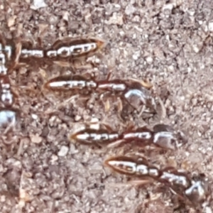 Amblyopone sp. (genus) at Mulloon, NSW - 28 Sep 2020