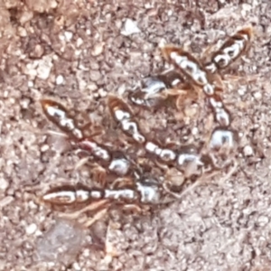 Amblyopone sp. (genus) at Mulloon, NSW - 28 Sep 2020