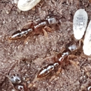 Amblyopone sp. (genus) at Mulloon, NSW - 28 Sep 2020