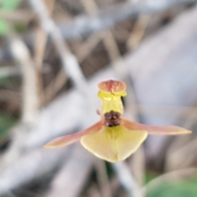 Chiloglottis trapeziformis (Diamond Ant Orchid) at Scott Nature Reserve - 28 Sep 2020 by tpreston