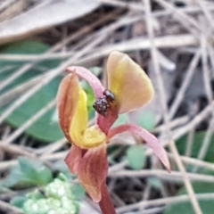 Chiloglottis trapeziformis at Mulloon, NSW - suppressed