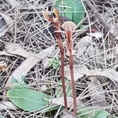 Chiloglottis trapeziformis at Mulloon, NSW - 28 Sep 2020