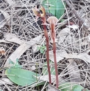 Chiloglottis trapeziformis at Mulloon, NSW - suppressed