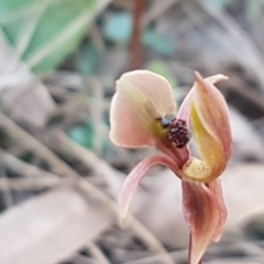 Chiloglottis trapeziformis at Mulloon, NSW - 28 Sep 2020