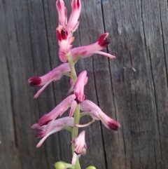 Fumaria sp. (Fumitory) at Fraser, ACT - 26 Sep 2020 by Laserchemisty