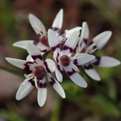 Wurmbea dioica subsp. dioica (Early Nancy) at Kuringa Woodlands - 26 Sep 2020 by Laserchemisty