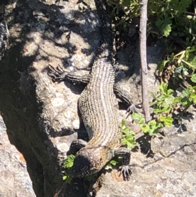 Egernia cunninghami (Cunningham's Skink) at Umbagong District Park - 27 Sep 2020 by Rebeccaryanactgov