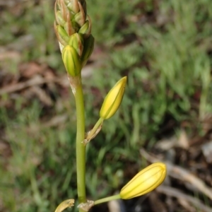 Bulbine bulbosa at Fraser, ACT - 26 Sep 2020 04:08 PM