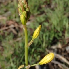 Bulbine bulbosa (Golden Lily) at Fraser, ACT - 26 Sep 2020 by Laserchemisty