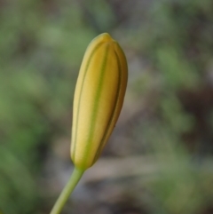 Bulbine bulbosa at Fraser, ACT - 26 Sep 2020