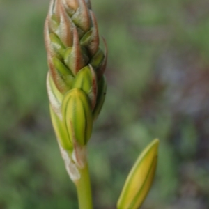 Bulbine bulbosa at Fraser, ACT - 26 Sep 2020