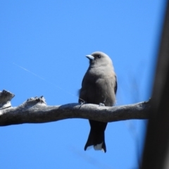 Artamus cyanopterus (Dusky Woodswallow) at Nattai National Park - 28 Sep 2020 by GlossyGal