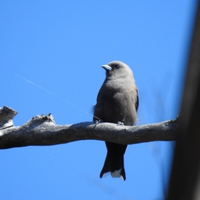 Artamus cyanopterus (Dusky Woodswallow) at Wollondilly Local Government Area - 28 Sep 2020 by GlossyGal