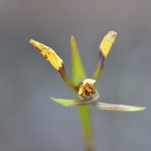 Diuris sp. at Wamboin, NSW - suppressed