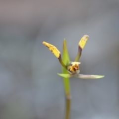 Diuris sp. at Wamboin, NSW - 27 Sep 2020