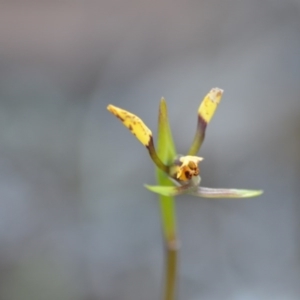 Diuris sp. at Wamboin, NSW - suppressed