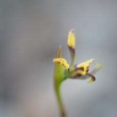 Diuris sp. at Wamboin, NSW - suppressed