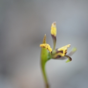 Diuris sp. at Wamboin, NSW - 27 Sep 2020