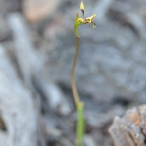 Diuris sp. at Wamboin, NSW - suppressed