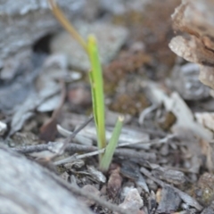 Diuris sp. at Wamboin, NSW - suppressed