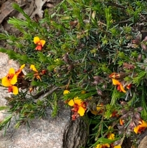 Dillwynia sericea at Springdale Heights, NSW - 27 Sep 2020