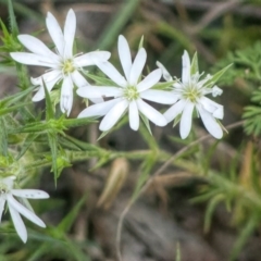 Stellaria pungens (Prickly Starwort) at Rossi, NSW - 27 Sep 2020 by SthTallagandaSurvey