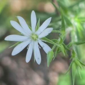 Stellaria pungens at Rossi, NSW - 27 Sep 2020