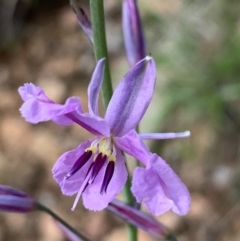 Arthropodium fimbriatum (Nodding Chocolate Lily) at Albury - 27 Sep 2020 by PaulF