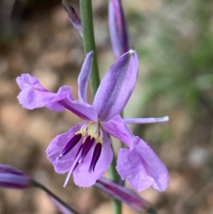 Arthropodium fimbriatum at Springdale Heights, NSW - 27 Sep 2020 05:05 PM