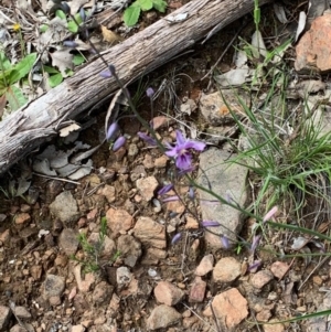 Arthropodium fimbriatum at Springdale Heights, NSW - 27 Sep 2020 05:05 PM