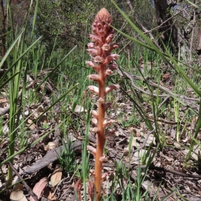 Orobanche minor (Broomrape) at Theodore, ACT - 28 Sep 2020 by owenh