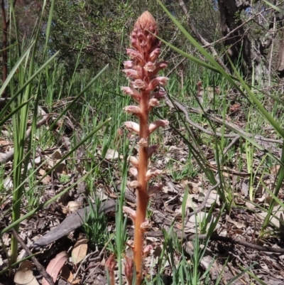 Orobanche minor (Broomrape) at Theodore, ACT - 28 Sep 2020 by Owen