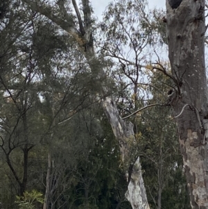 Callocephalon fimbriatum at Downer, ACT - suppressed