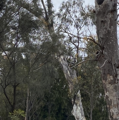 Callocephalon fimbriatum (Gang-gang Cockatoo) at Downer, ACT - 27 Sep 2020 by MargL