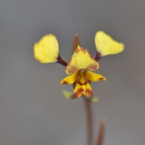 Diuris pardina at Wamboin, NSW - 27 Sep 2020