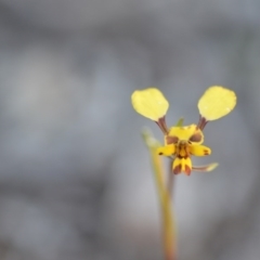 Diuris pardina at Wamboin, NSW - 27 Sep 2020