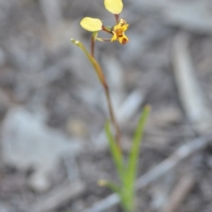 Diuris pardina at Wamboin, NSW - 27 Sep 2020