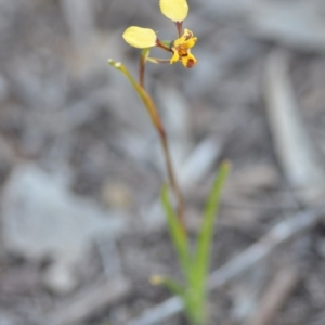 Diuris pardina at Wamboin, NSW - 27 Sep 2020