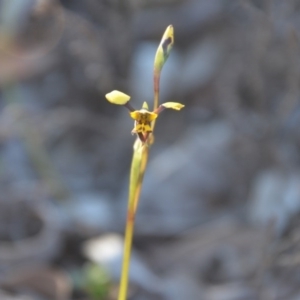 Diuris pardina at Wamboin, NSW - 27 Sep 2020