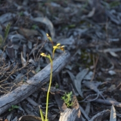 Diuris pardina at Wamboin, NSW - 27 Sep 2020