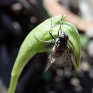 Entomophthora sp. (genus) at Coree, ACT - 28 Sep 2020