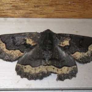 Melanodes anthracitaria at Flynn, ACT - 28 Sep 2020