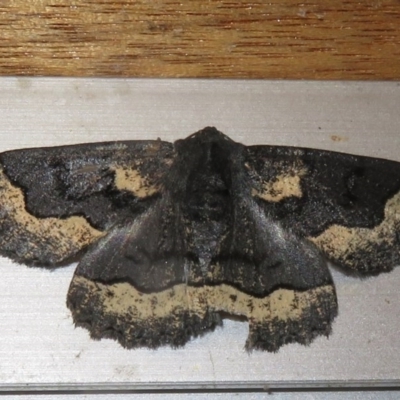 Melanodes anthracitaria (Black Geometrid) at Flynn, ACT - 28 Sep 2020 by Christine